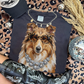 Collie (Black)
